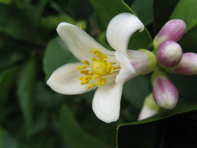 Citrus sinensis